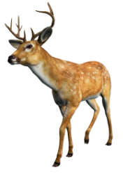 http://deer_2_img